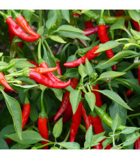Chilli Kajenský pepř - Capsicum annuum - semena chilli - 8 ks